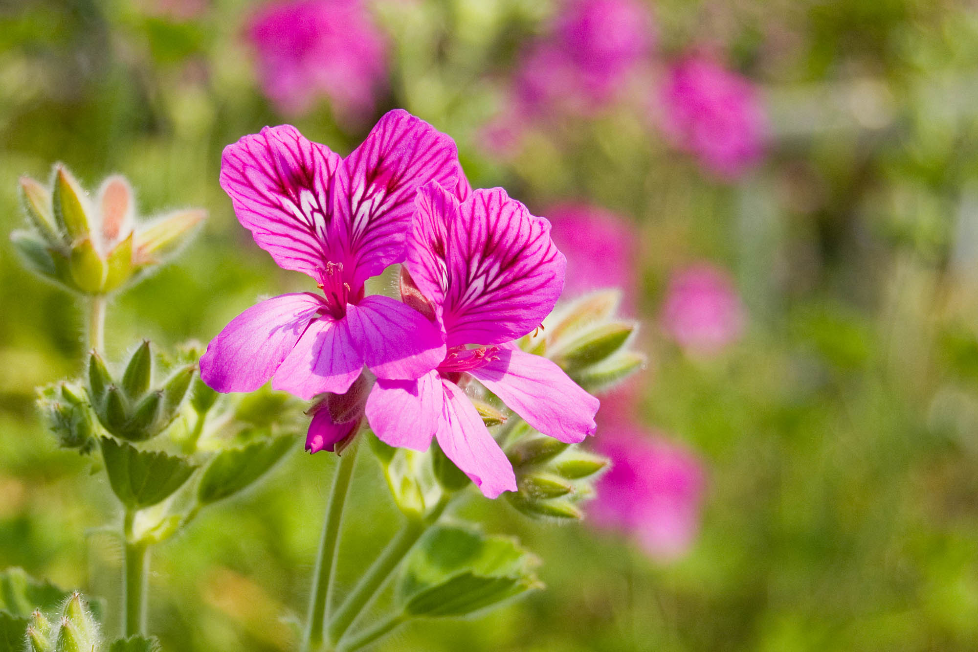 Flora